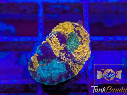 TC Ocean Candy Echinata WYSIWYG FD1
