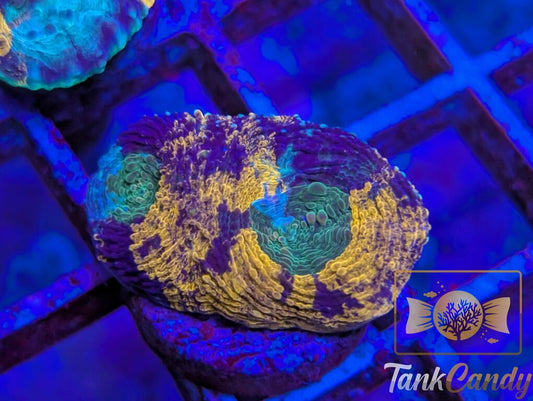 TC Ocean Candy Echinata WYSIWYG FD2