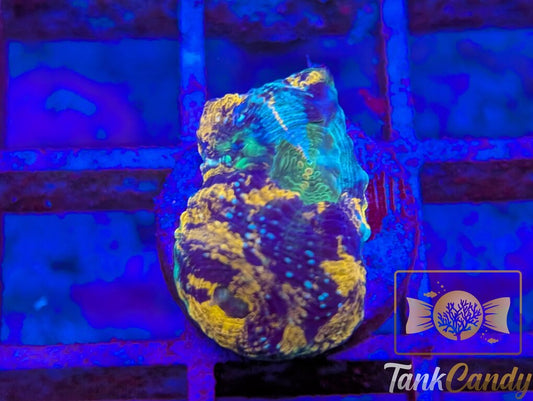 TC Ocean Candy Echinata WYSIWYG FD3