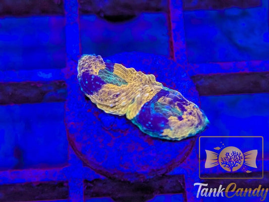 TC Ocean Candy Echinata WYSIWYG FD5