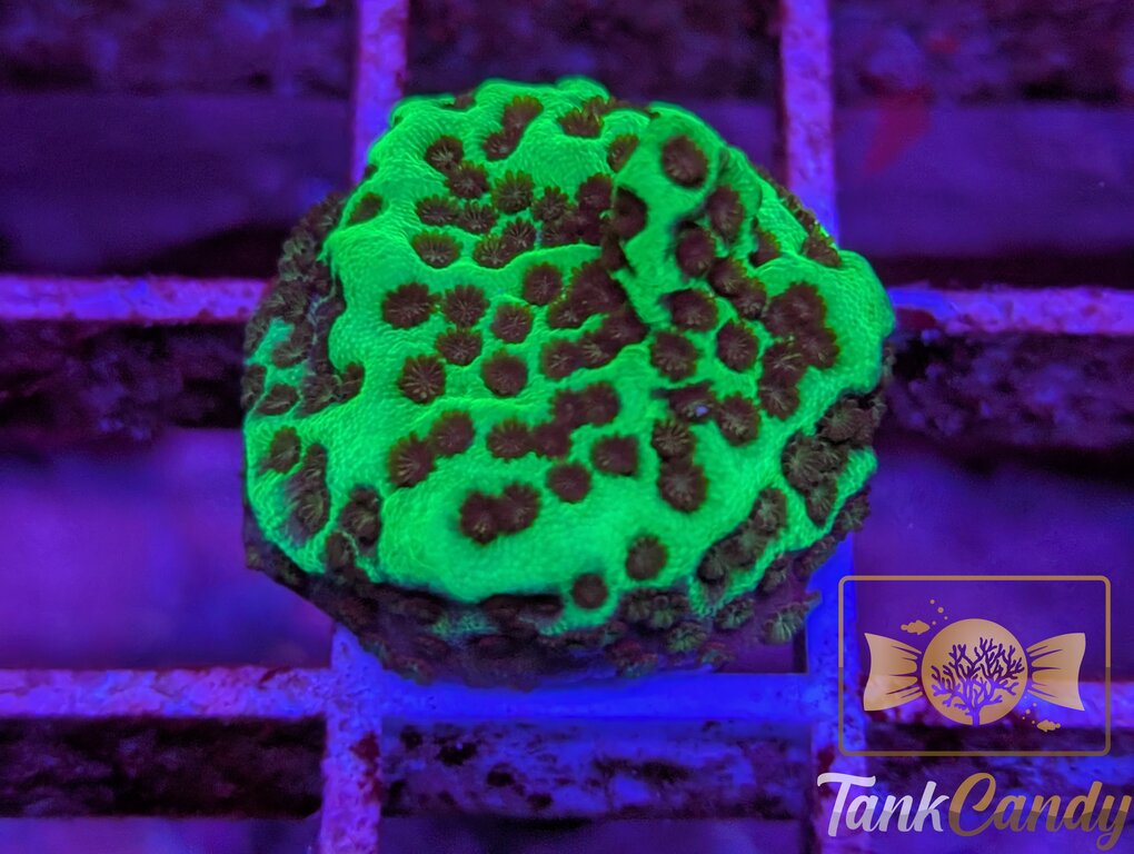TC Neon Montipora Spongodes WYSIWYG SC1