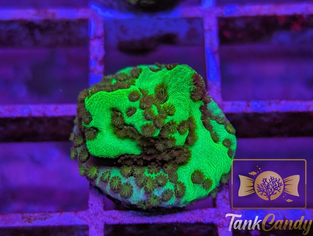 TC Neon Montipora Spongodes WYSIWYG SC4
