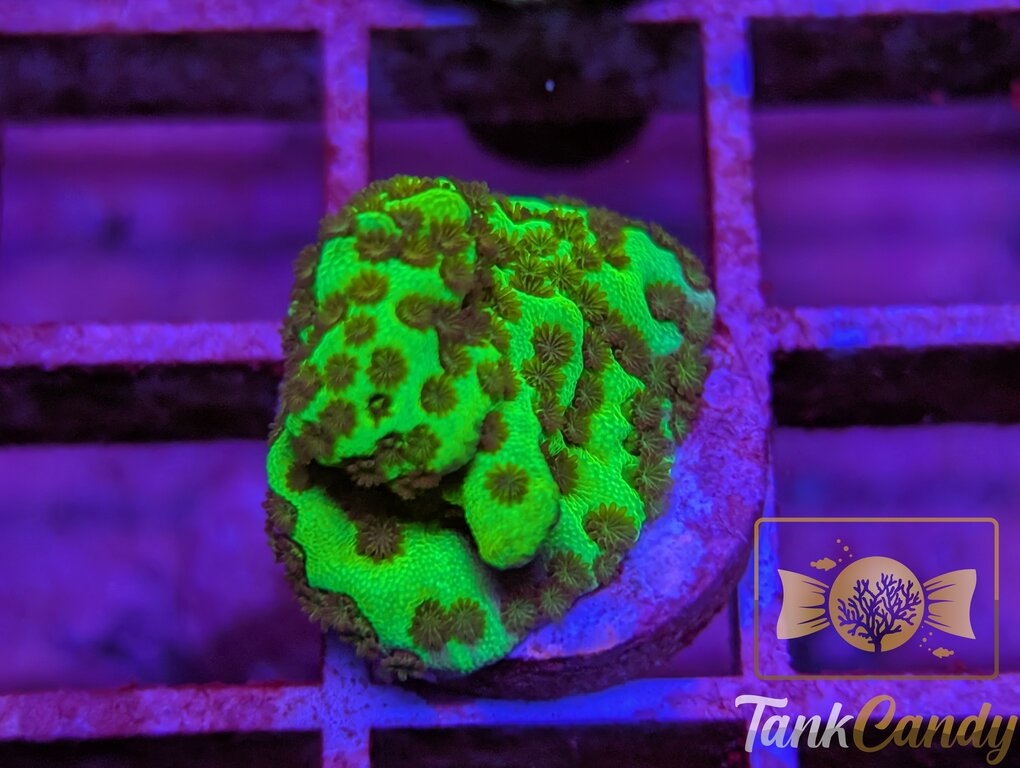 TC Neon Montipora Spongodes WYSIWYG SC6