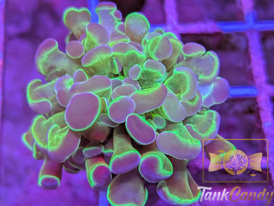 TC Princess Toad Hologram Branching Hammer WYSIWYG HA4