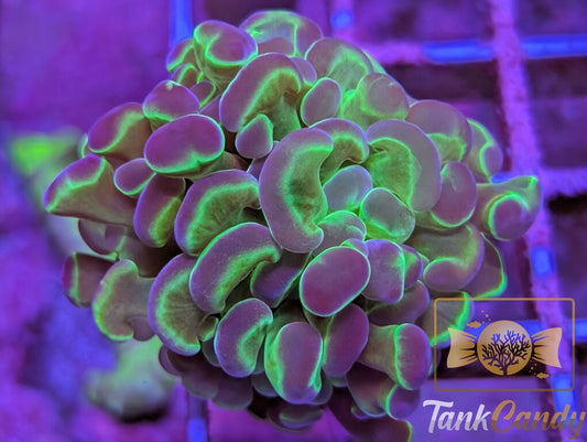 TC Princess Toad Hologram Branching Hammer WYSIWYG HA5