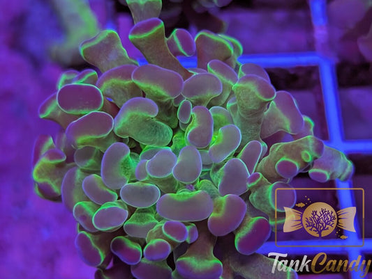 TC Princess Toad Hologram Branching Hammer WYSIWYG HA6