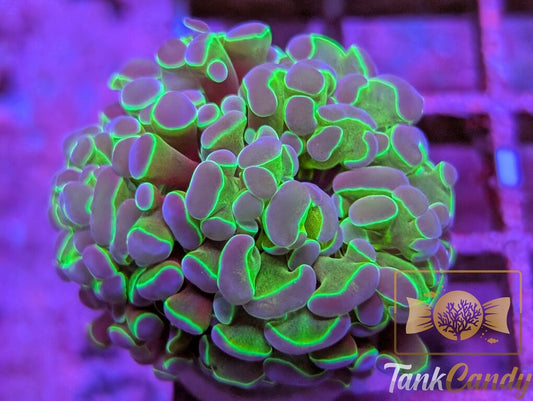 TC Princess Toad Hologram Branching Hammer WYSIWYG HA8