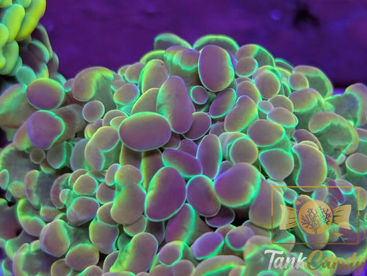 TC Purple Hologram Branching Hammer Double WYSIWYG HB1