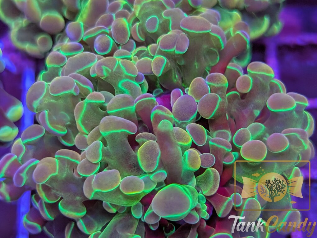 TC Purple Hologram Branching Hammer WYSIWYG HB2