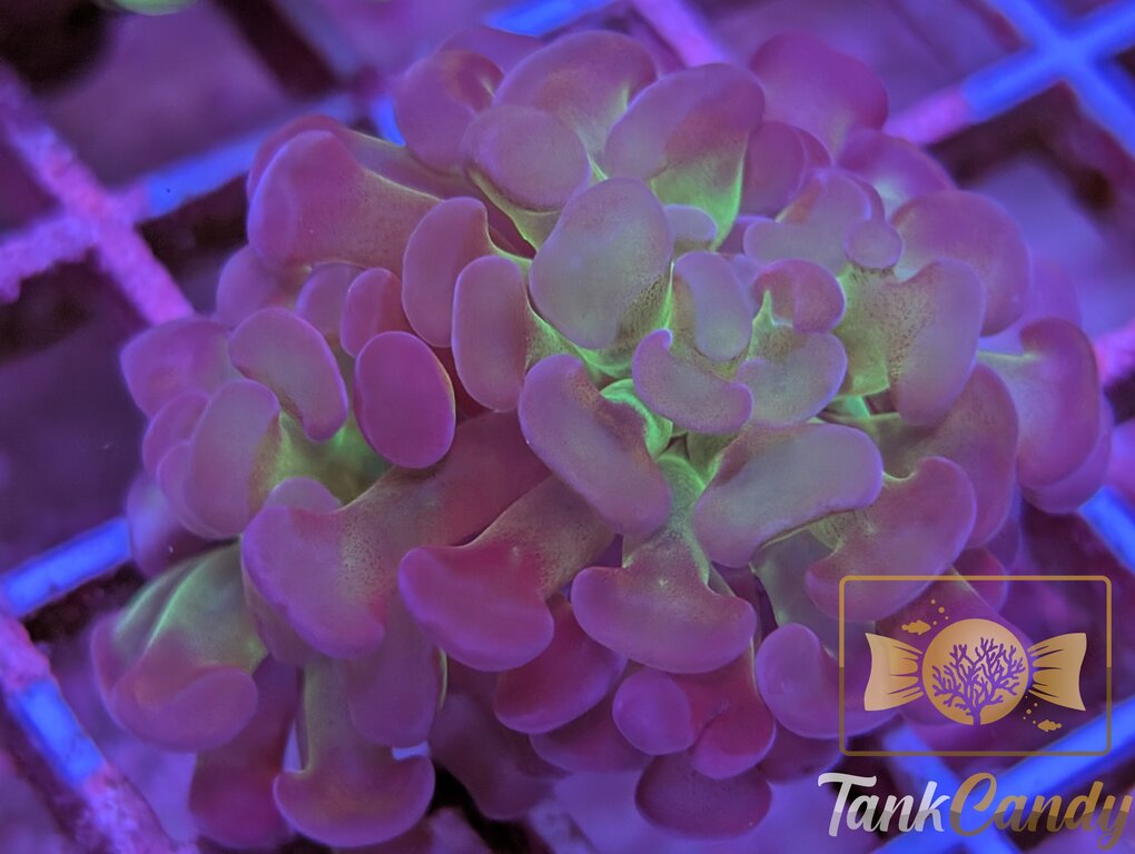 TC Candy Rainbow Branching Hammer Double WYSIWYG HB5 [MUST]