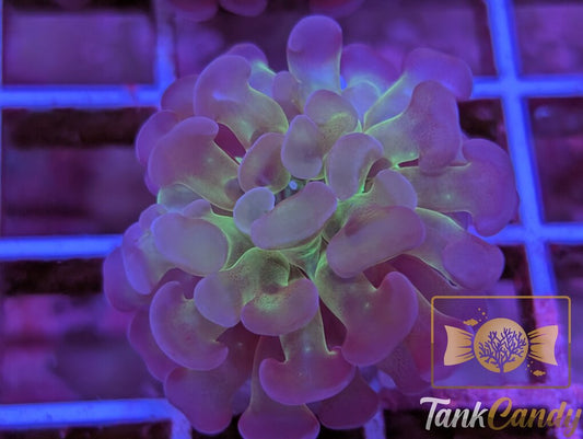 TC Candy Rainbow Branching Hammer WYSIWYG HB6 [MUST]