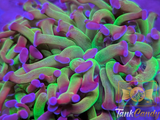 TC Bi-Color Toxic Hammer Double WYSIWYG HD1
