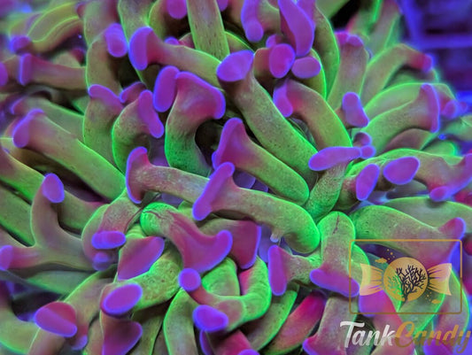 TC Bi-Color Toxic Hammer Double WYSIWYG HD2