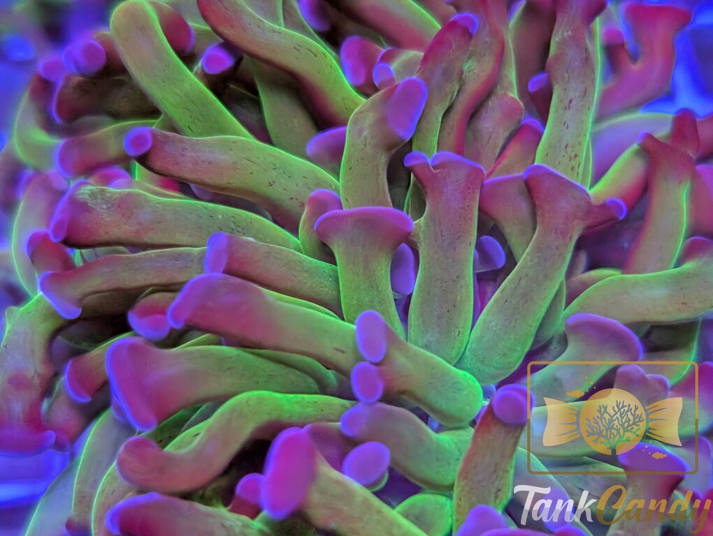 TC Bi-Color Toxic Hammer Double WYSIWYG HD3