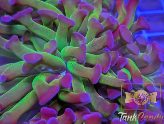 TC Bi-Color Toxic Hammer WYSIWYG HD4
