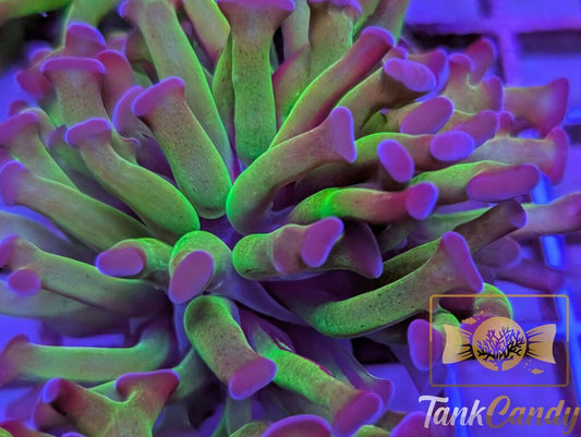 TC Bi-Color Toxic Hammer WYSIWYG HD5