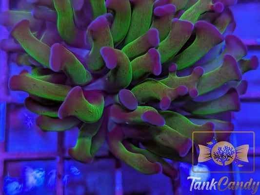 TC Bi-Color Toxic Hammer WYSIWYG HD7