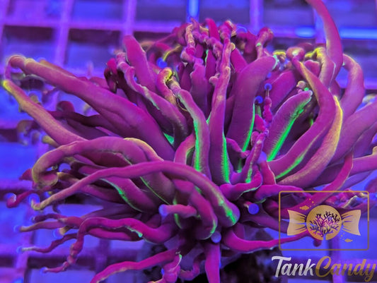 TC NY Nicks Torch Double WYSIWYG TA3