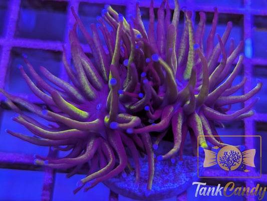 TC 24K Banana Torch WYSIWYG TB7