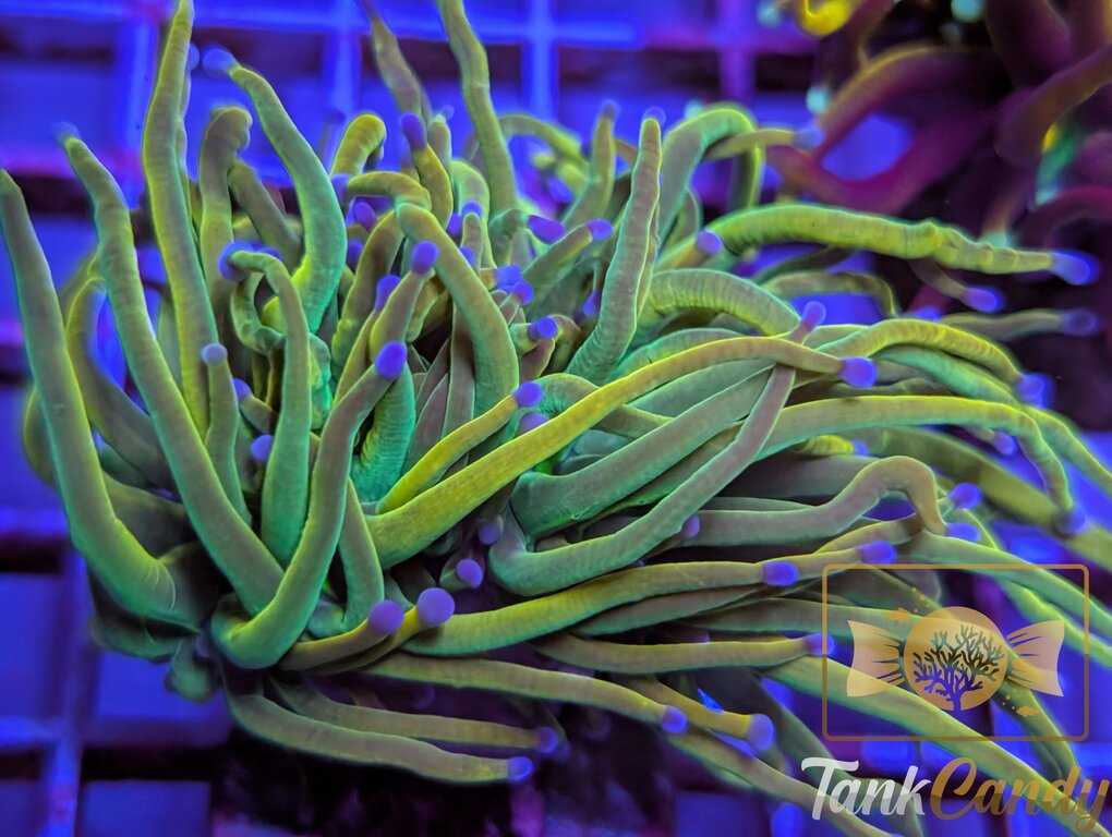 SBB Rapunzel Grail Torch XL WYSIWYG TD2