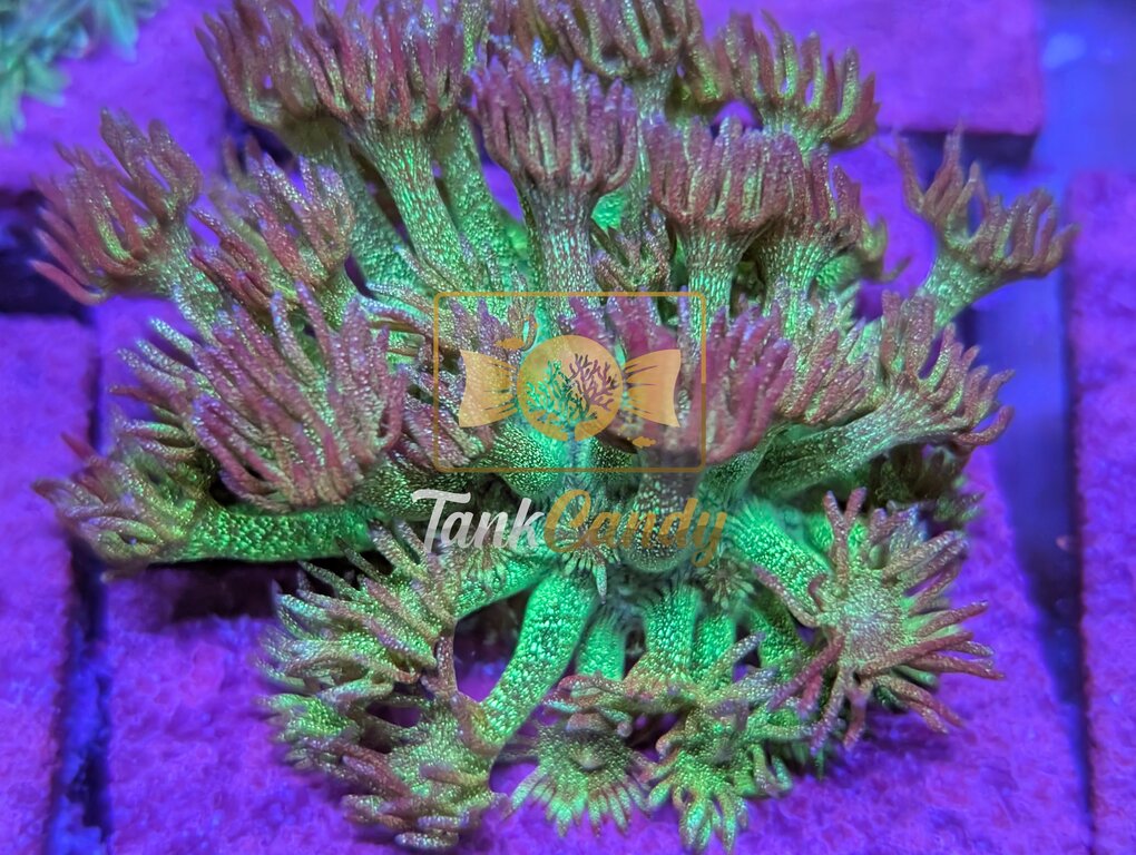RRG Purple Glitter Goni