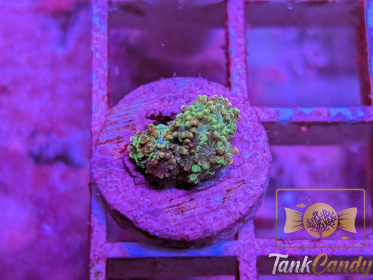 TSA Orangutan Alveopora WYSIWYG GA10