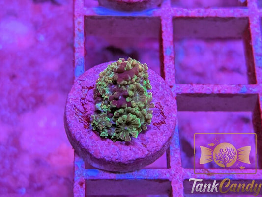 TSA Orangutan Alveopora WYSIWYG GA11