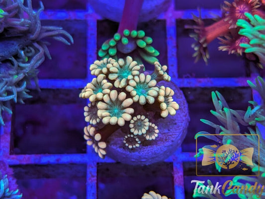 TC Pot o' Gold Alveopora WYSIWYG GD5