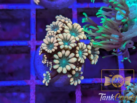 TC Pot o' Gold Alveopora WYSIWYG GD6