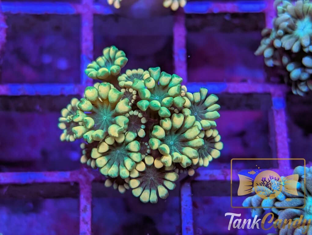 TC Pot o' Gold Alveopora WYSIWYG GD7