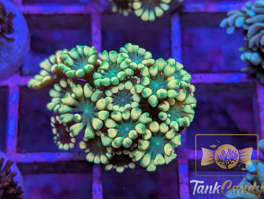 TC Pot o' Gold Alveopora WYSIWYG GD8