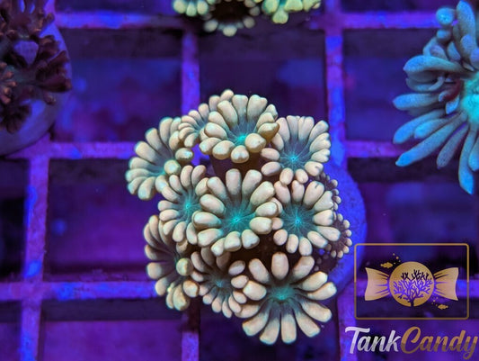 TC Pot o' Gold Alveopora WYSIWYG GD9