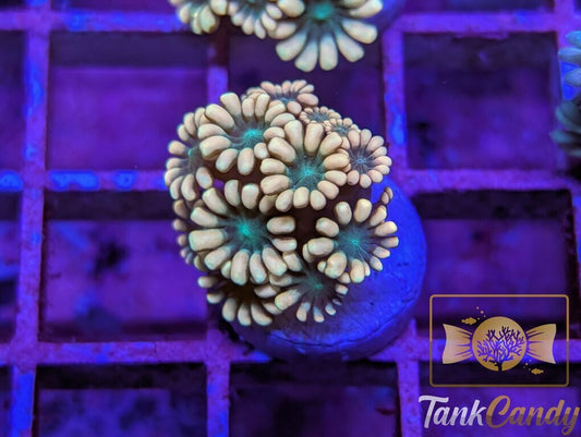 TC Pot o' Gold Alveopora WYSIWYG GD10