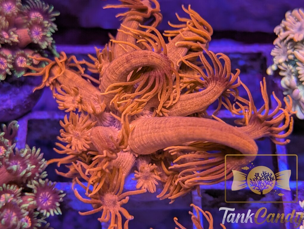 UC Tonys Orange Highlighter Goni WYSIWYG GF1 [MUST]