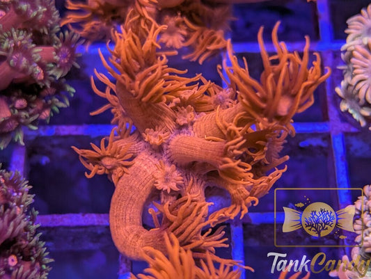 UC Tonys Orange Highlighter Goni WYSIWYG GF2 [MUST]