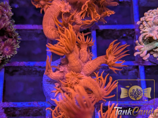 UC Tonys Orange Highlighter Goni WYSIWYG GF3 [MUST]