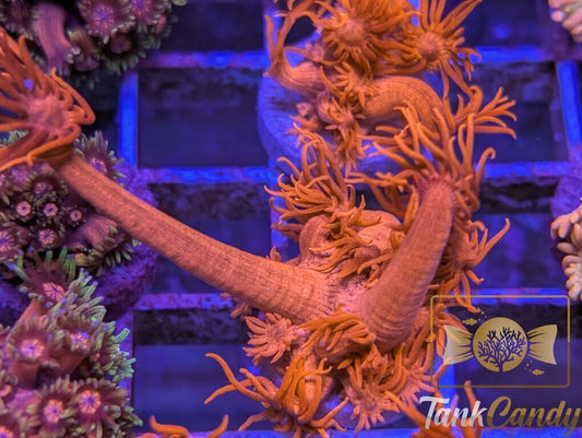 UC Tonys Orange Highlighter Goni WYSIWYG GF4 [MUST]