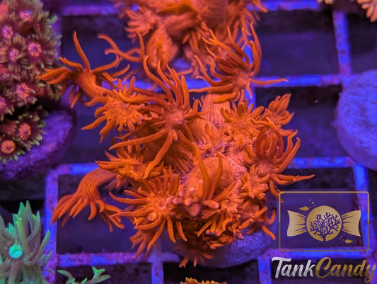 UC Tonys Orange Highlighter Goni WYSIWYG GF5 [MUST]