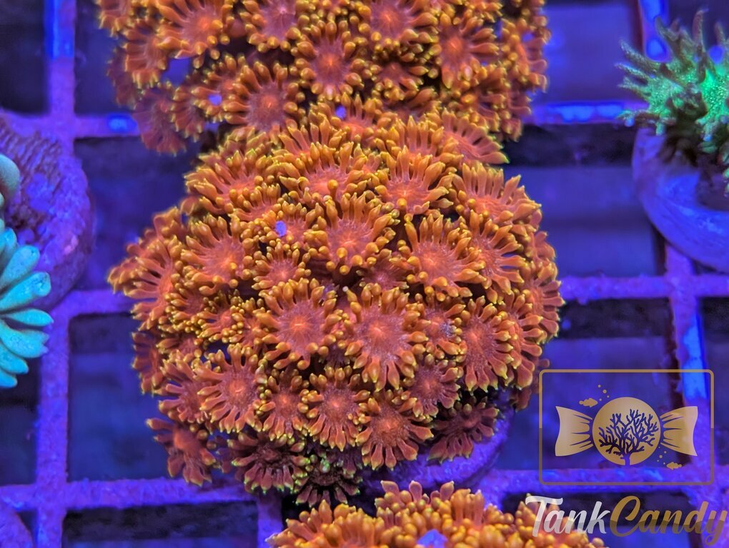 BLA Crown of Thorns Bernard WYSIWYG GF7