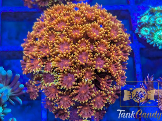 BLA Crown of Thorns Bernard WYSIWYG GF8