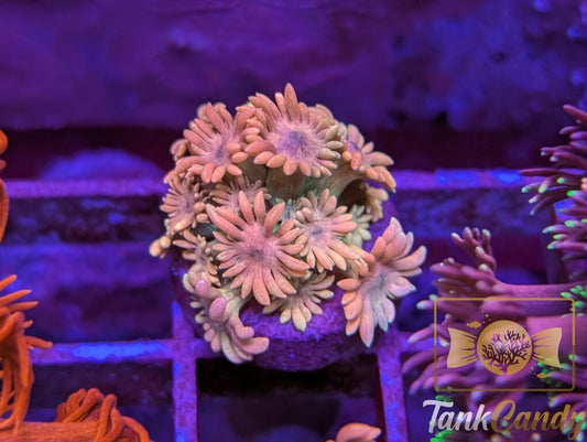 SBB Treasure Chest Goni WYSIWYG GG1