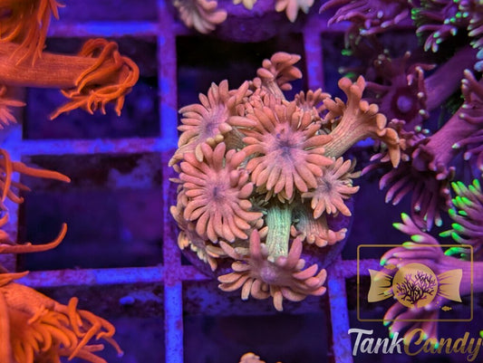 SBB Treasure Chest Goni WYSIWYG GG2