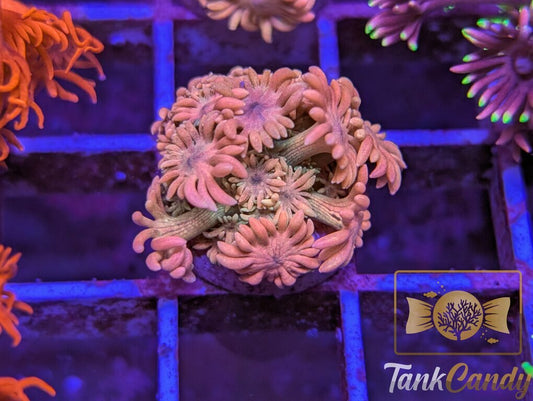 SBB Treasure Chest Goni WYSIWYG GG3