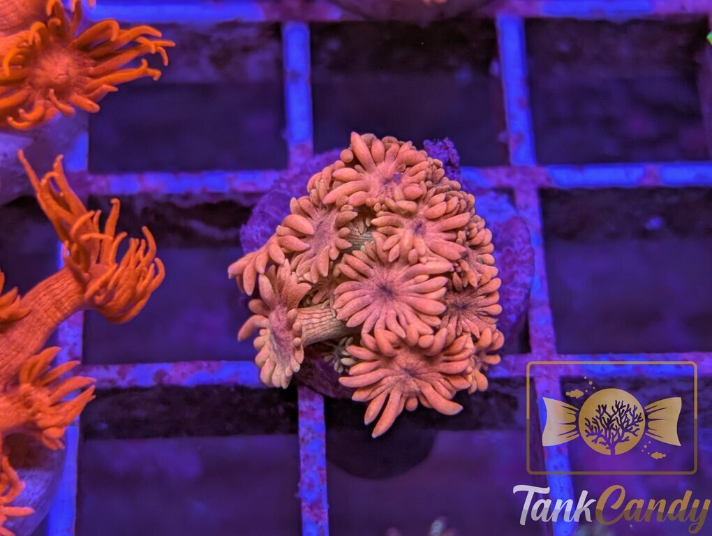 SBB Treasure Chest Goni WYSIWYG GG4