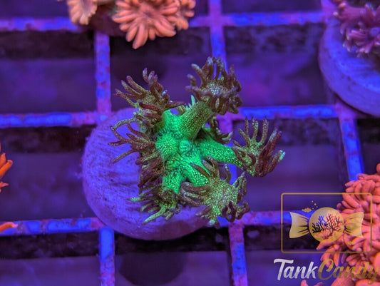 RRG Purple Glitter Goni WYSIWYG GG5 [MUST]