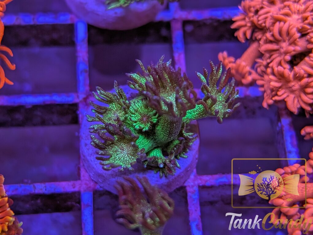 RRG Purple Glitter Goni WYSIWYG GG6 [MUST]