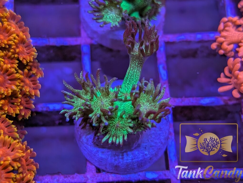 RRG Purple Glitter Goni WYSIWYG GG7 [MUST]