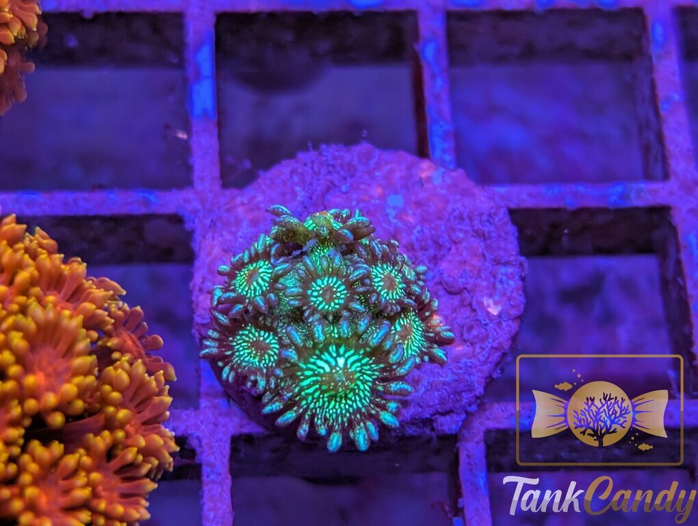 TC Glitter Bomb Goni WYSIWYG GG8 [MUST]