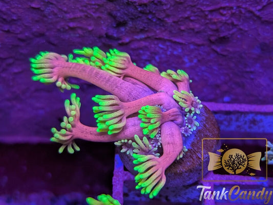 SBB Care Bear Goni WYSIWYG GA1