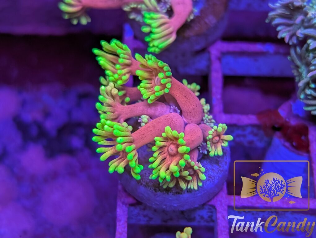 SBB Care Bear Goni WYSIWYG GA2